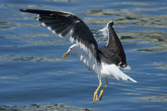 Foto 3/Gaviotas