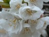 El cerezo en flor en Tornavacas