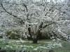 El cerezo en flor en Tornavacas