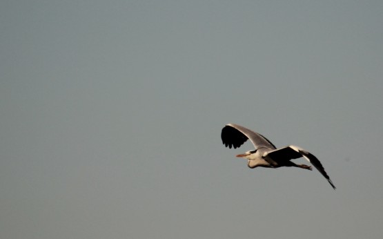 Foto 2/Alzando el vuelo