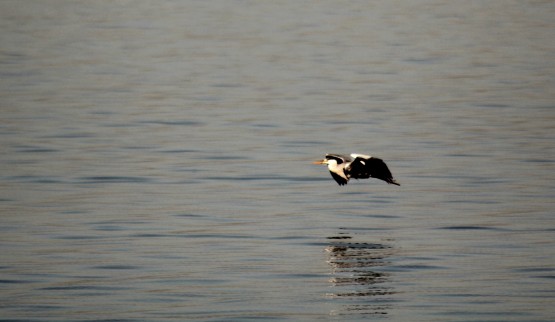 Foto 3/Alzando el vuelo