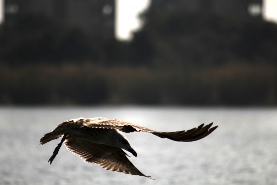 Foto 4/Alzando el vuelo