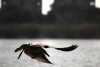 Alzando el vuelo