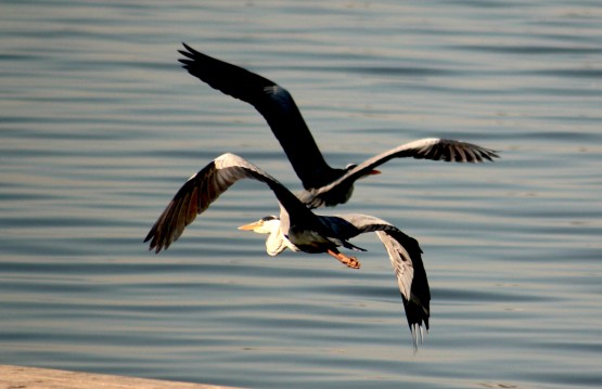 Foto 5/Alzando el vuelo