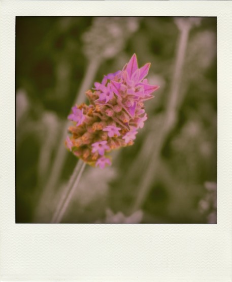 Foto 2/polaroid