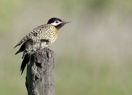 Foto 1/pajaro carpintero