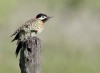 pajaro carpintero