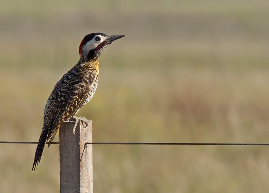 Foto 3/pajaro carpintero