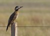 pajaro carpintero