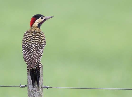 Foto 4/pajaro carpintero