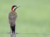 pajaro carpintero