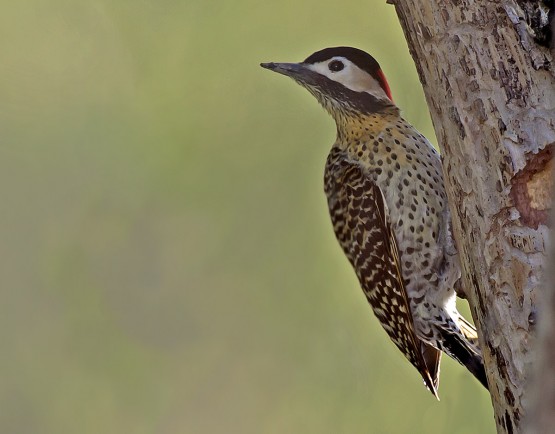 Foto 5/pajaro carpintero