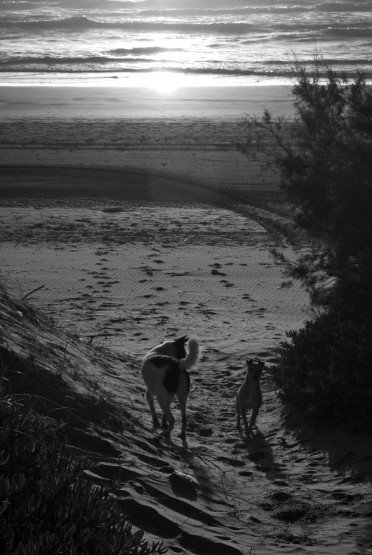 Foto 1/Perros de playa