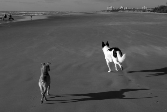 Foto 2/Perros de playa