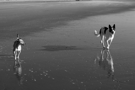 Foto 3/Perros de playa