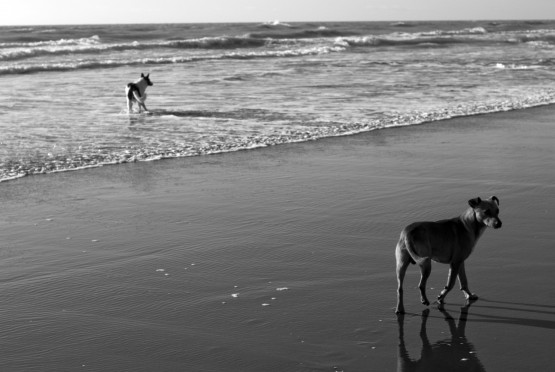 Foto 4/Perros de playa