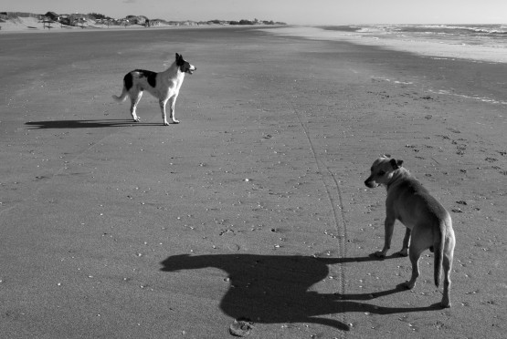 Foto 5/Perros de playa