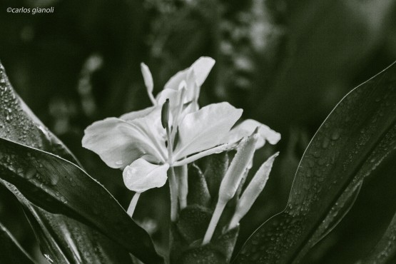 Foto 1/Flores blancas