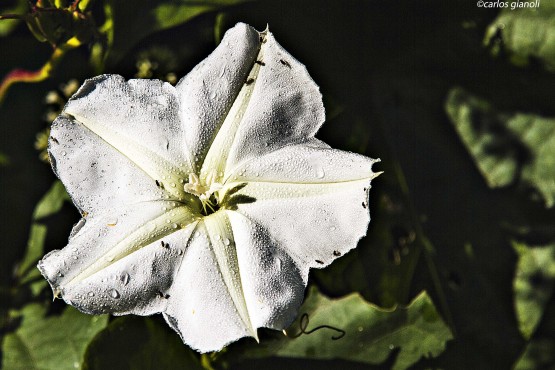 Foto 2/Flores blancas