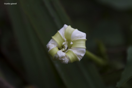 Foto 3/Flores blancas