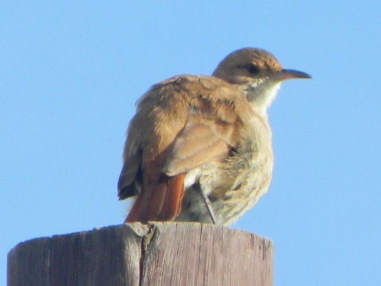 Foto 4/HORNERO-FURNARIUS RUFUS