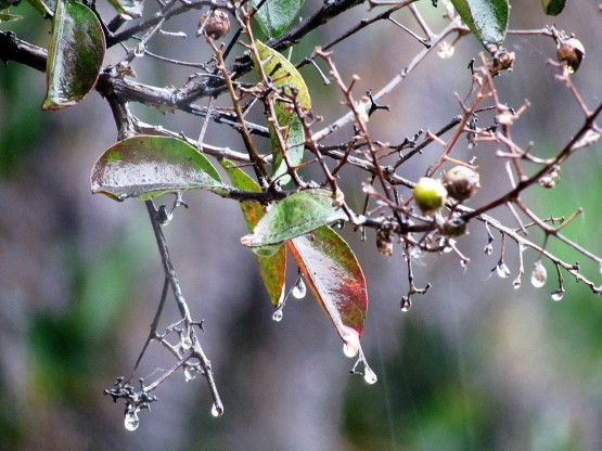 Foto 5/GOTAS