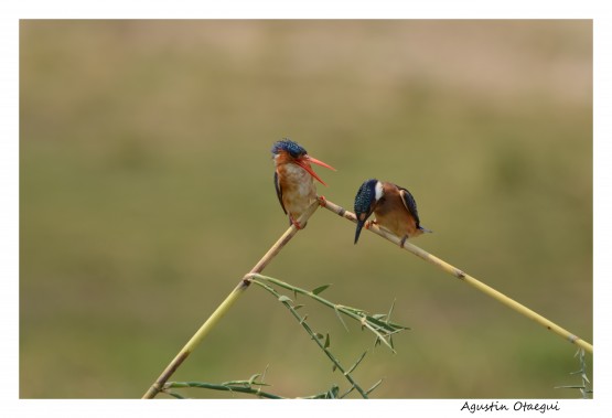 Foto 1/`Si, querida` - Discusin de pareja......-