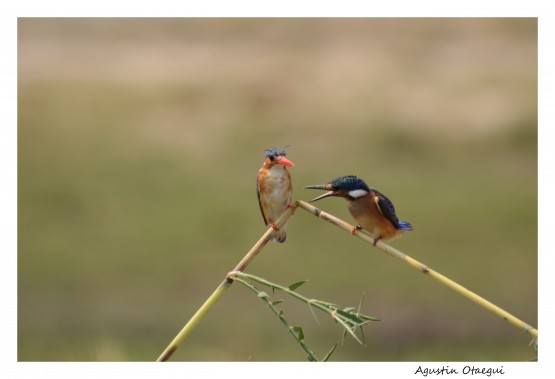 Foto 2/`Si, querida` - Discusin de pareja......-