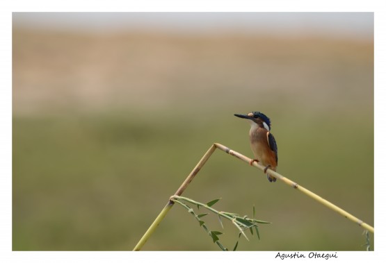 Foto 4/`Si, querida` - Discusin de pareja......-