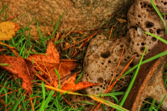 Foto 4/Despus de la lluvia de otoo