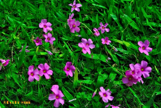 Foto 1/Diminutas flores en el patio (con Pompn al fondo)