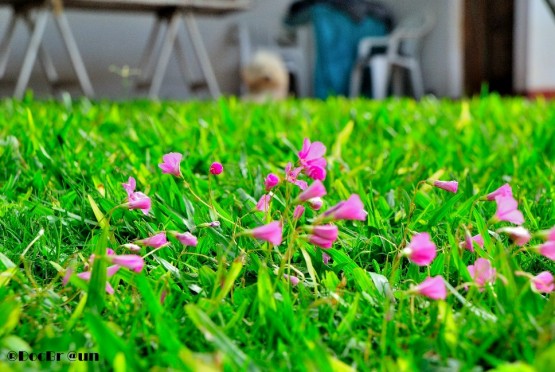 Foto 2/Diminutas flores en el patio (con Pompn al fondo)