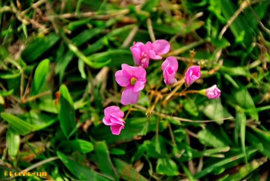 Foto 4/Diminutas flores en el patio (con Pompn al fondo)