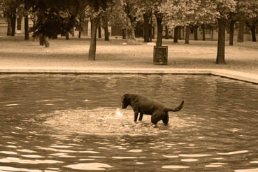 Foto 1/El dueo de la fuente....