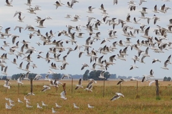 Foto 2/Gaviotas