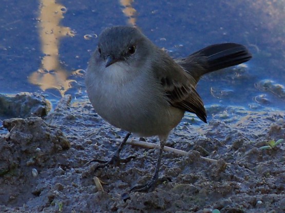 Foto 4/piojito gris