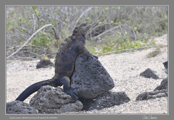 Foto 1/Un da en la vida de la Iguana Marina