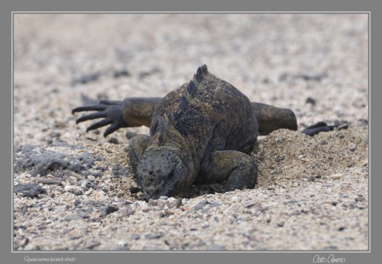 Foto 3/Un da en la vida de la Iguana Marina