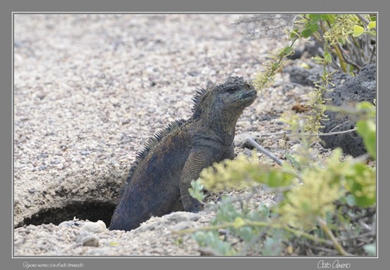 Foto 4/Un da en la vida de la Iguana Marina