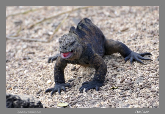 Foto 5/Un da en la vida de la Iguana Marina