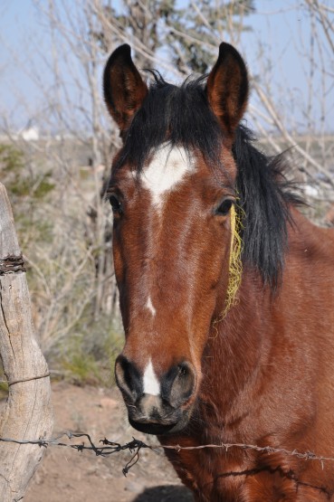 Foto 1/el caballo del puesto UMAR