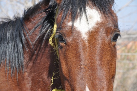 Foto 3/el caballo del puesto UMAR