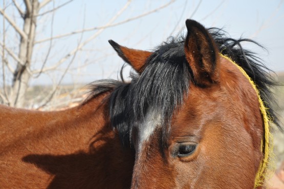 Foto 4/el caballo del puesto UMAR