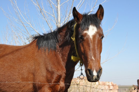 Foto 5/el caballo del puesto UMAR