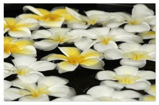 Foto 3/Thai Flowers