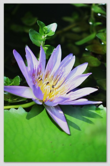 Foto 4/Thai Flowers