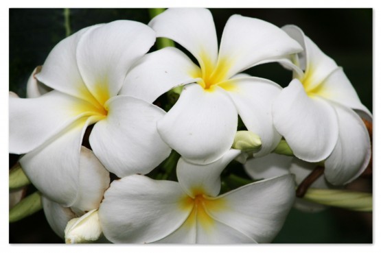 Foto 5/Thai Flowers