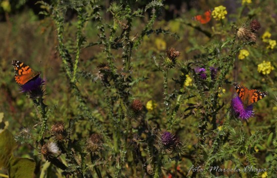 Foto 1/Mariposas