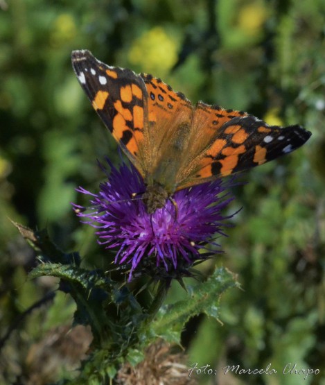 Foto 2/Mariposas