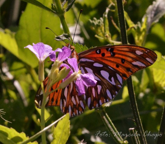 Foto 3/Mariposas